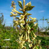 Goumi du Japon Bio Goumi du Japon Bio