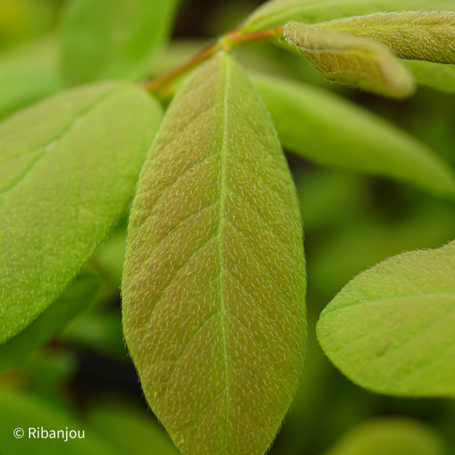 Baies de Mai Kamtshatica Bio