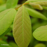 Baies de Mai Kamtshatica Bio Baies de Mai Kamtshatica Bio