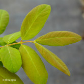 Baies de Mai Kamtshatica Bio Baies de Mai Kamtshatica Bio