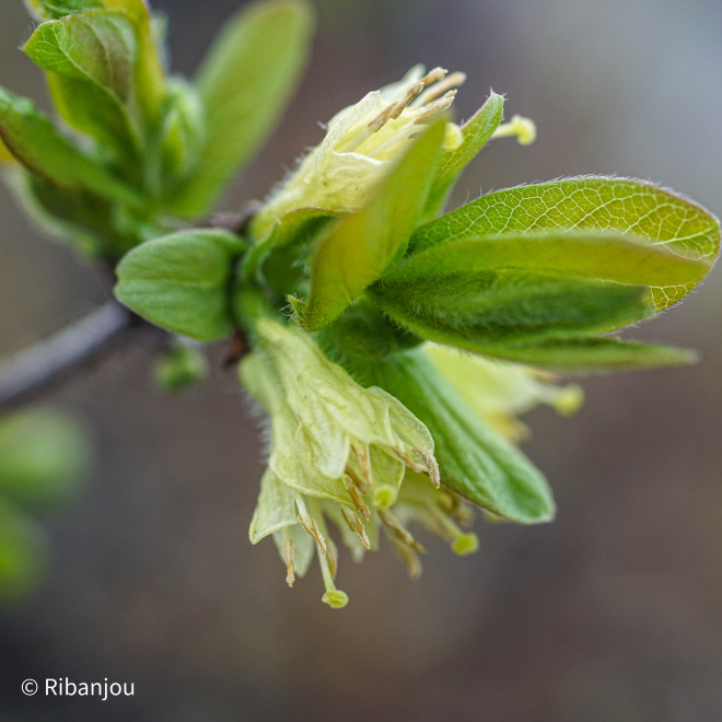 Baies de Mai Kamtshatica Bio