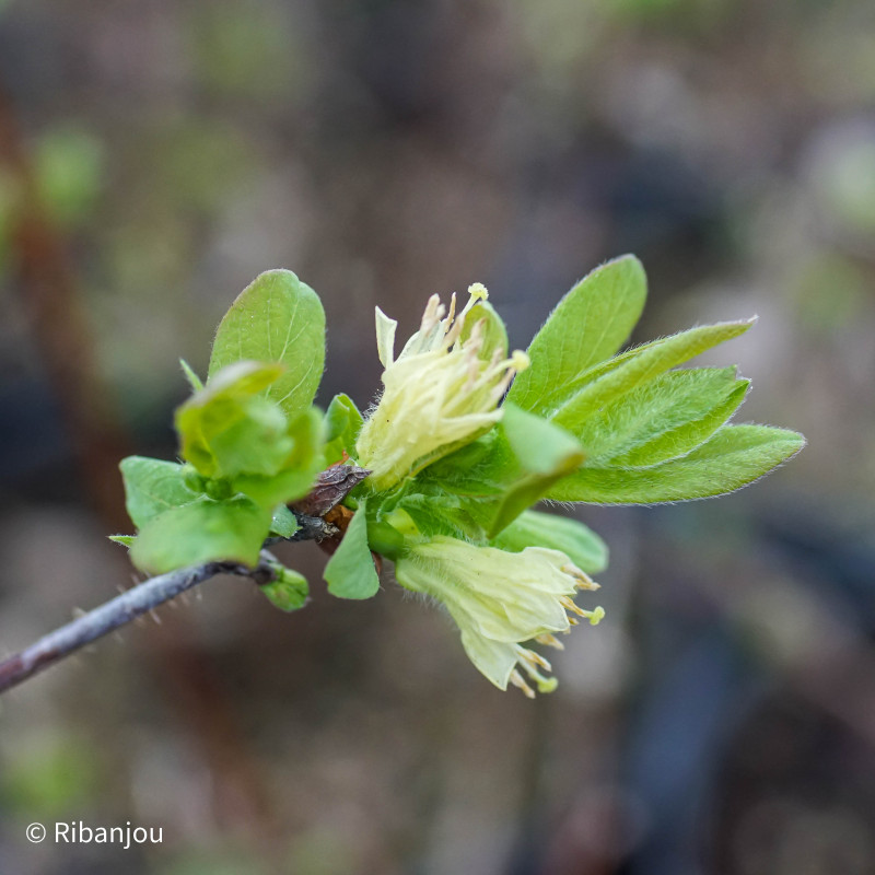 Baies de Mai Kamtshatica Bio Baies de Mai Kamtshatica Bio