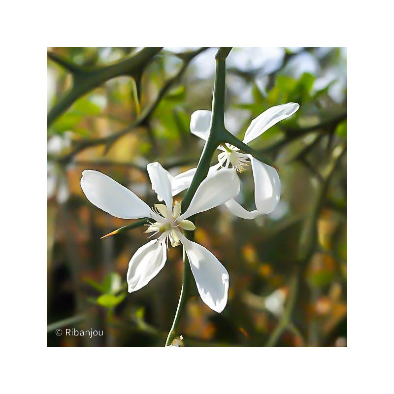 Citronnier Epineux Bio