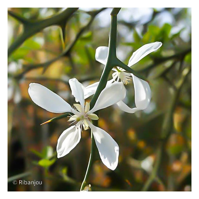 Citronnier Epineux Bio