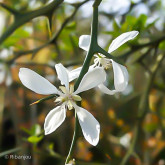 Citronnier Epineux Bio