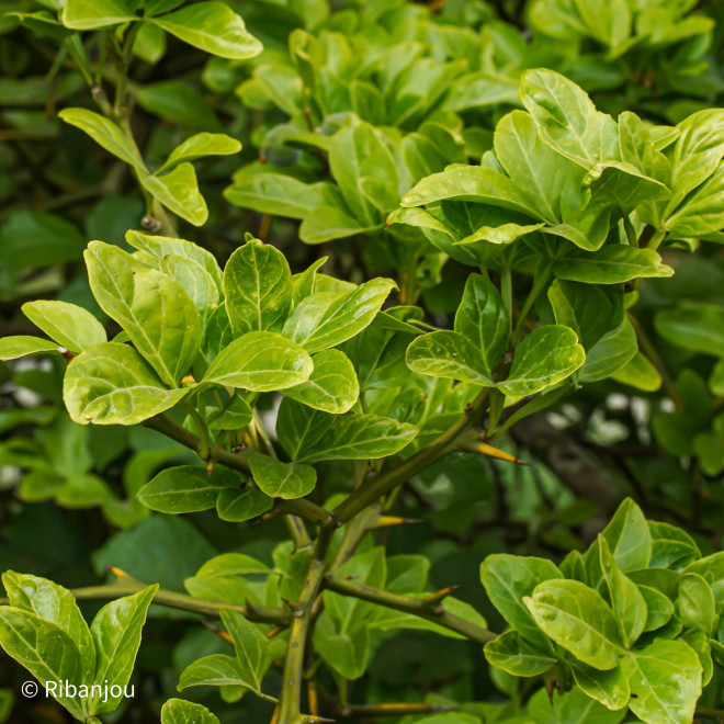 Citronnier Epineux Bio