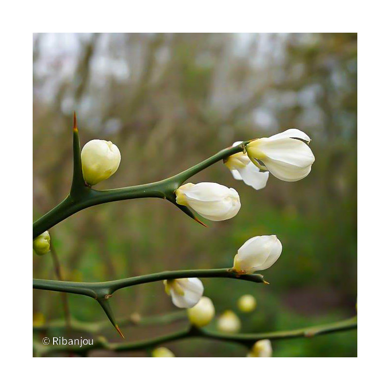 Citronnier Epineux Bio