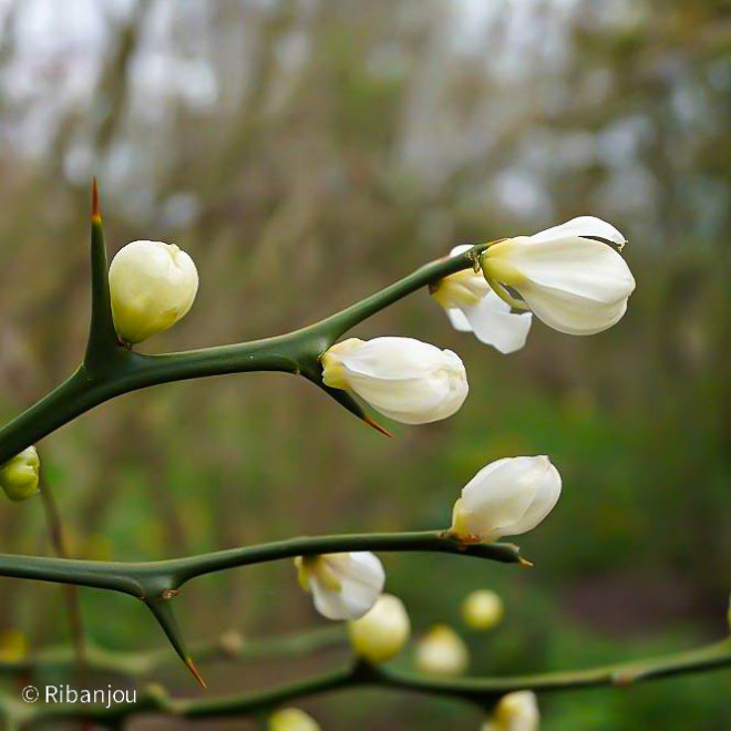 Citronnier Epineux Bio
