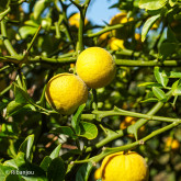Citronnier Epineux Bio