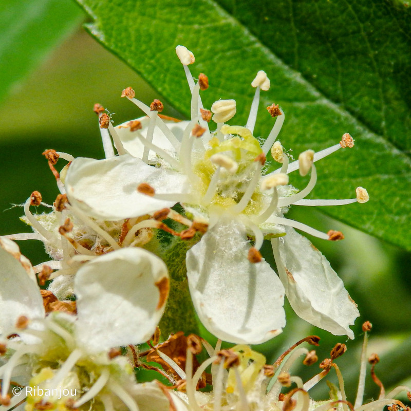 Cormier Bio Cormier Bio