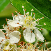 Cormier Bio Cormier Bio