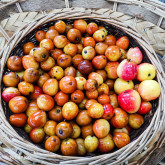 Cormier Bio Cormier Bio