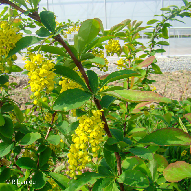 Berberis Redtears Bio