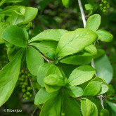 Berberis Redtears Bio