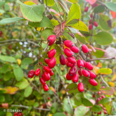 Berberis de Corée Bio
