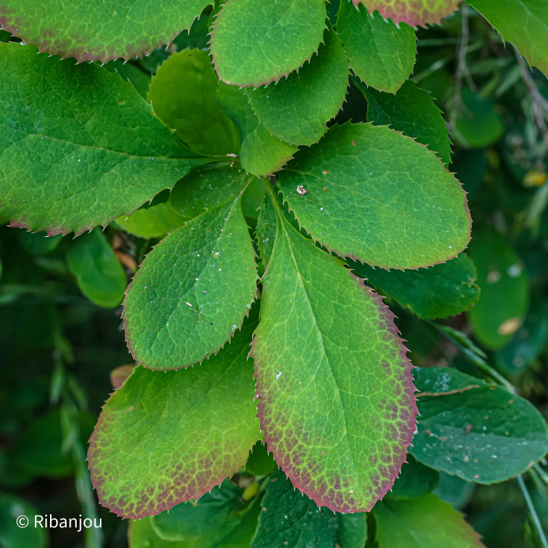 Berberis de Corée Bio