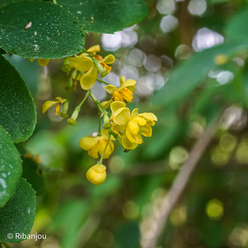 Berberis de Corée Bio