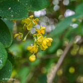 Berberis de Corée Bio