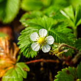 Fraisier Reine des Vallées Bio