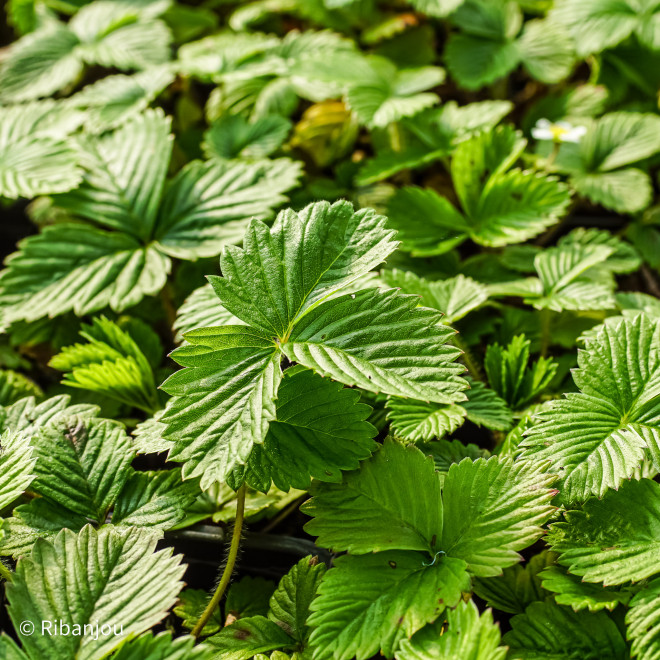 Fraisier Reine des Vallées Bio