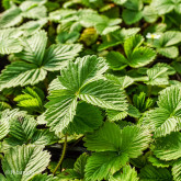 Fraisier Reine des Vallées Bio