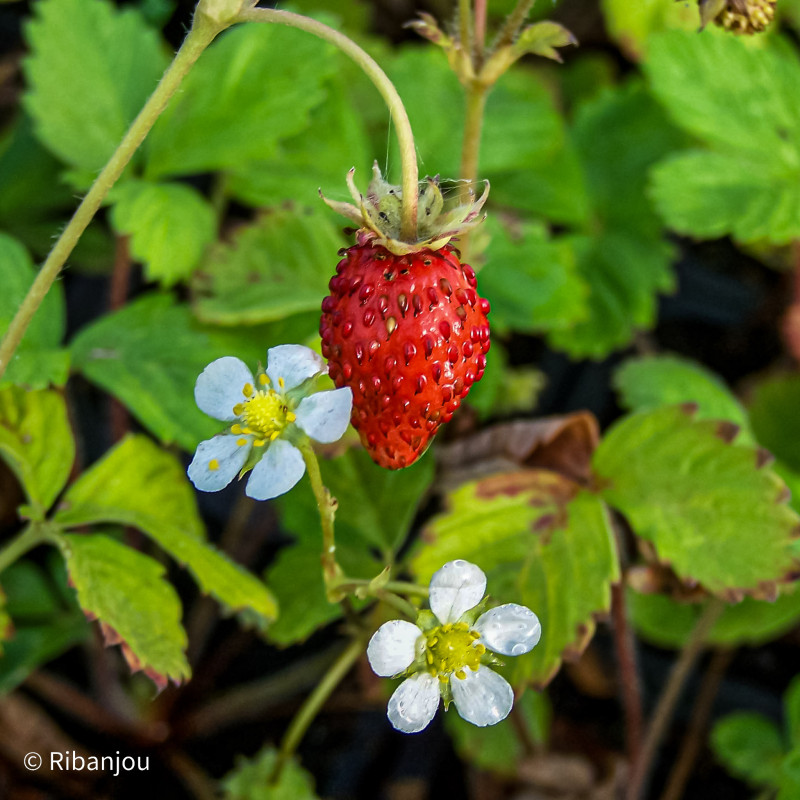 Fraisier Reine des Vallées Bio