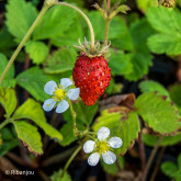 Fraisier Reine des Vallées Bio