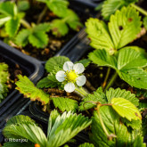 Fraisier Blanches des bois Bio