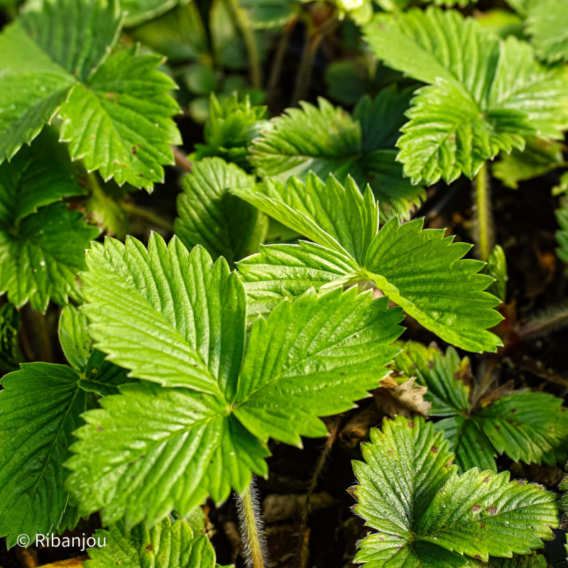 Fraisier Blanches des bois Bio