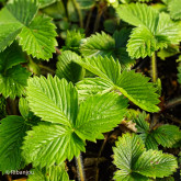 Fraisier Blanches des bois Bio