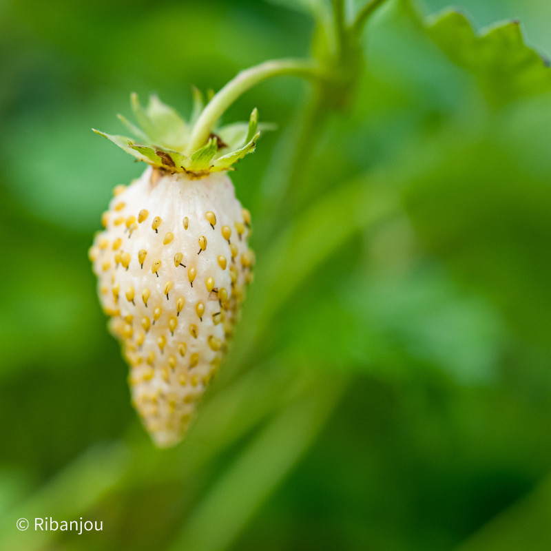 Fraisier Blanches des bois Bio