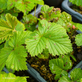 Framboisier Arctique Sofia Bio