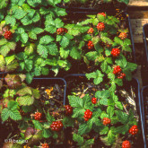 Framboisier Arctique Sofia Bio