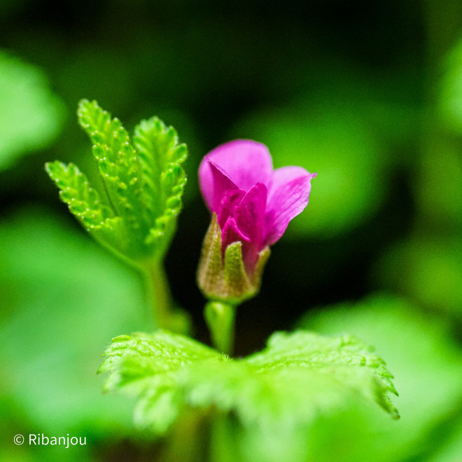 Framboisier Arctique Anna Bio