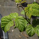 Framboisier Baron de Wawre Bio