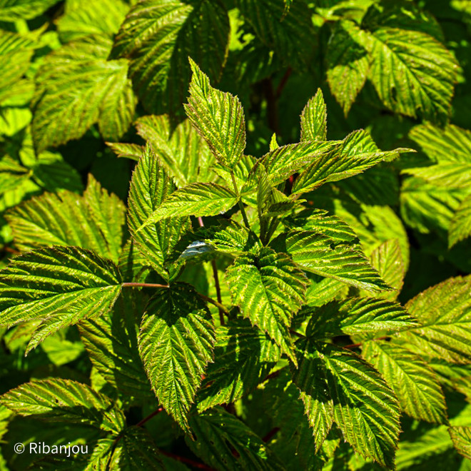 Framboisier Baron de Wawre Bio