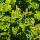 Framboisier Baron de Wawre Bio