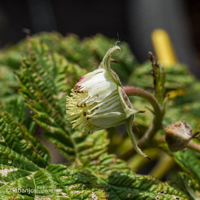 Framboisier Baron de Wawre Bio