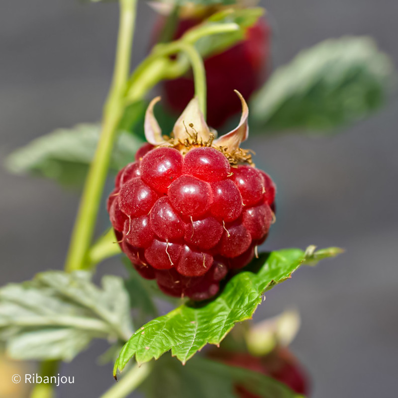 Framboisier Baron de Wawre Bio