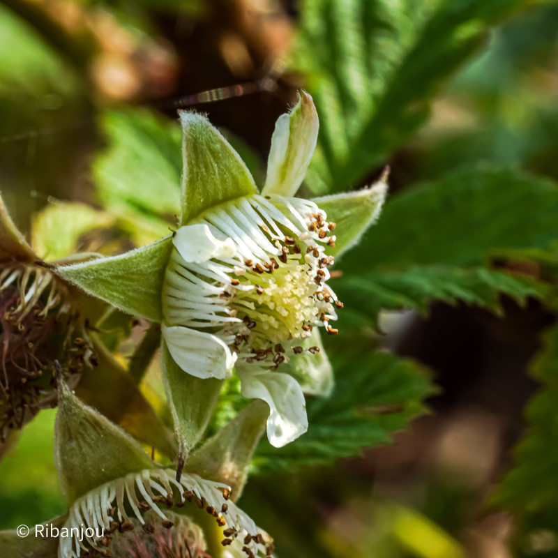Framboisier Augustred Bio