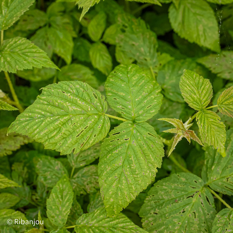 Framboisier Augustred Bio