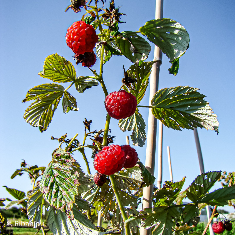 Framboisier Augustred Bio