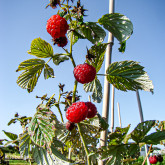 Framboisier Augustred Bio