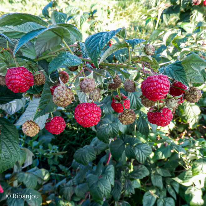 Framboisier Augustred Bio