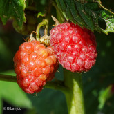 Framboisier Bois Blanc Bio Framboisier Bois Blanc Bio