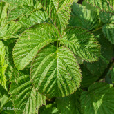 Framboisier Bois Blanc Bio Framboisier Bois Blanc Bio