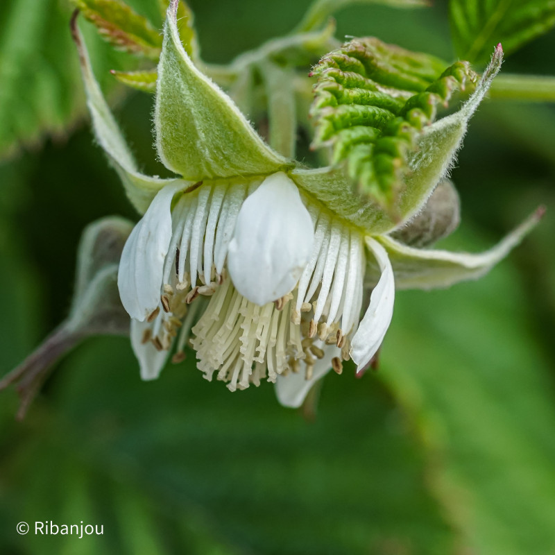 Framboisier Bois Blanc Bio Framboisier Bois Blanc Bio
