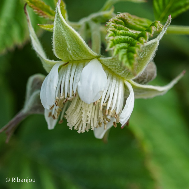 Framboisier Bois Blanc Bio