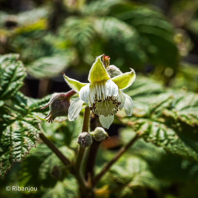 Framboisier Violette Bio