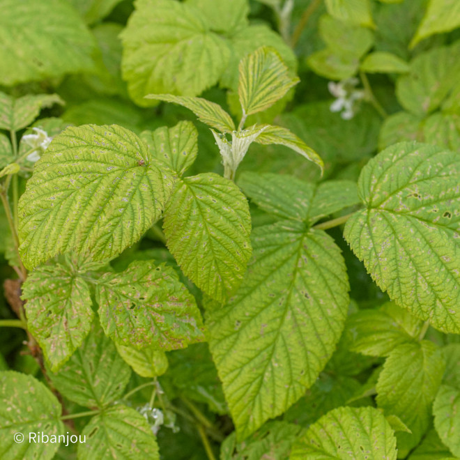 Framboisier Violette Bio